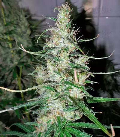 Hawaiian Snow (GHS)