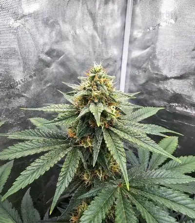 Graines de cannabis Heavy Head (Big Head Seeds)