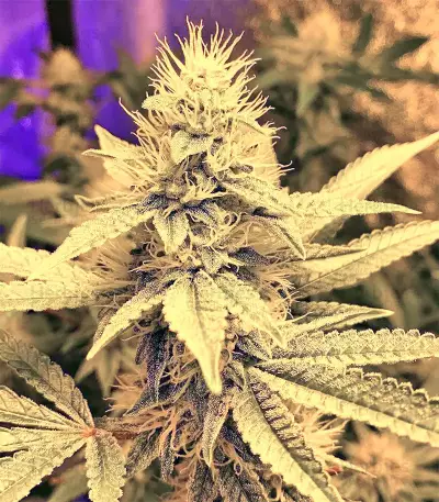 Larry OG Kush Seeds