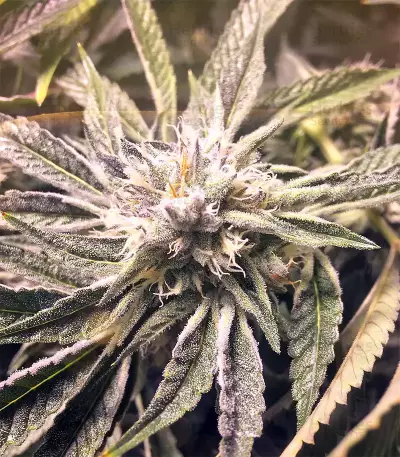 Larry OG Kush Seeds