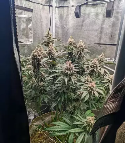 Mac N' Jack R1 Seeds (Ethos Genetics)