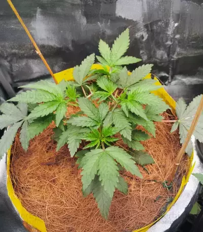 Mandarin Cookies R1 V2 (Ethos Genetics)