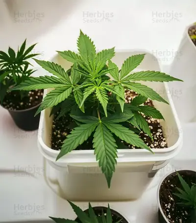 Sementes Feminizadas de OG Kush Auto (Barney's Farm)