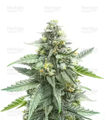 Skystomper 2.0 Auto เมล็ดพันธุ์สตรี (Mephisto Genetics)