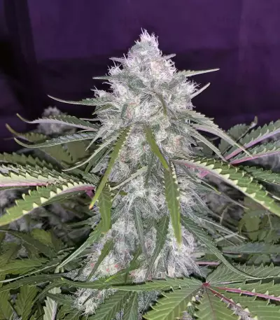 Smoothie Auto (Fast Buds)