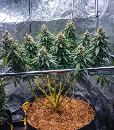 Snoop Dogg OG Seeds