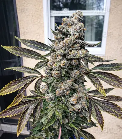 Sour Diesel Seeds