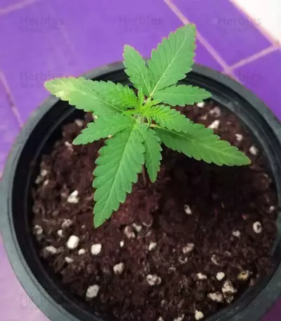 Speed Haze (Blackskull Seeds)