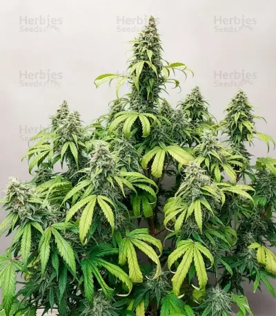 Sweet Bourbon Kush Auto Seeds