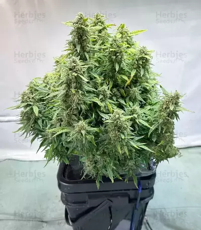 Graines féminisées de Vanilla Latte Autoflower (Humboldt Seed Company)