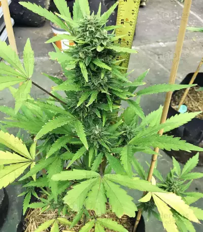 Z Auto (Fast Buds)