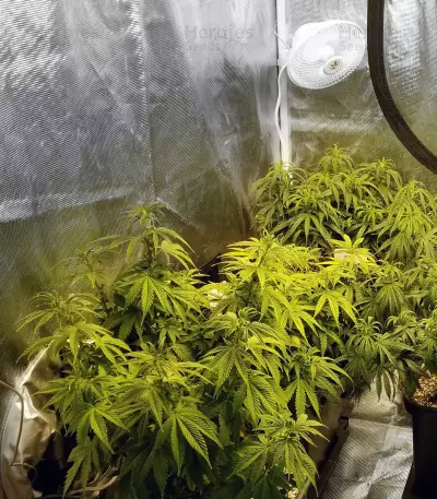 Graines de cannabis Sugar Breath (Humboldt Seeds Organization)