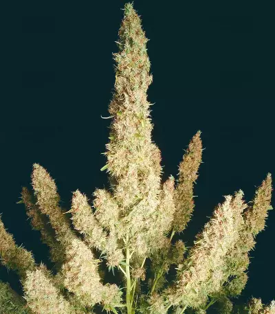 Semi Femminizzati Wedding Glue Auto (Seedstockers)