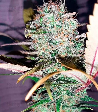Gelato Seeds