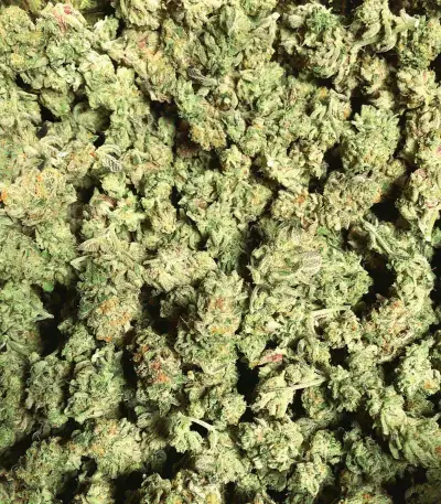 Semi femminizzati Deadhead OG