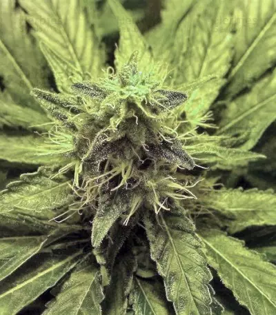 Honey Cream fem (Fast Flowering)