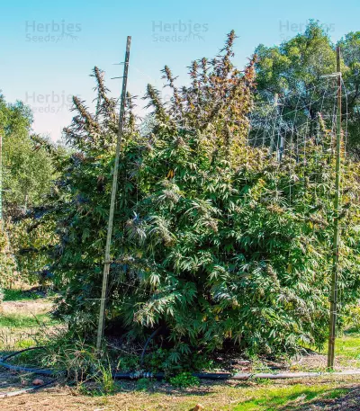 501st OG regular seeds