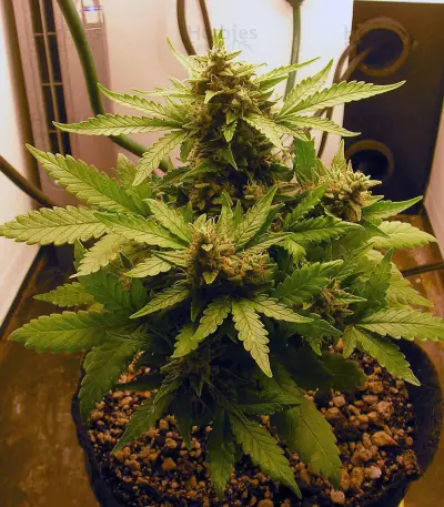 Graines de cannabis Auto Blues (Mephisto Genetics)