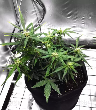 Auto Somango feminized seeds