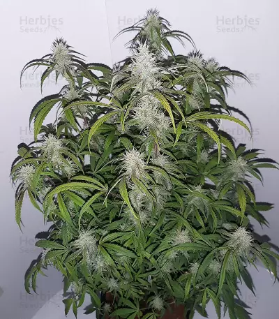 Mix Pack Seeds (Seedstockers)