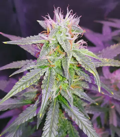 Blackberry Gum Autoflower feminisierte Samen