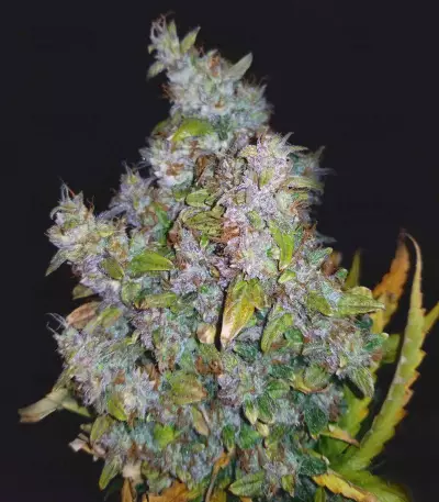 Blueberry 420 Auto Seeds