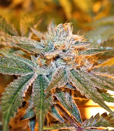 Boulder Bubblegum feminized seeds