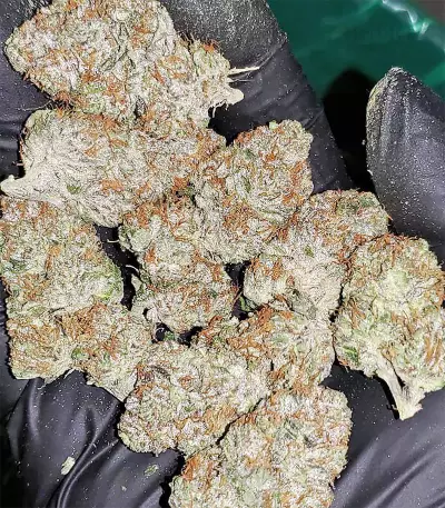 Bubble Bomb feminized seeds