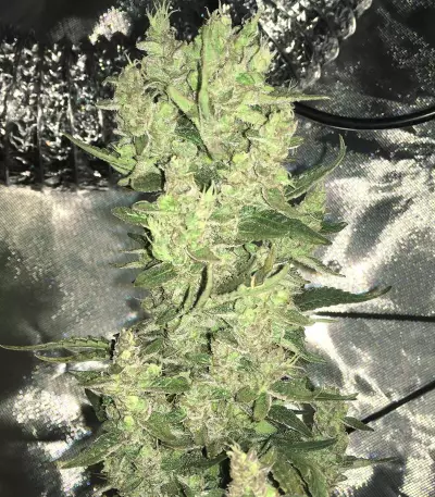 CBD 1:1 Silver Lime Haze feminized seeds