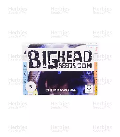 Chemdawg #4 (Big Head Seeds)