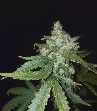 Cheese Auto (Funky Skunk Auto) feminized seeds
