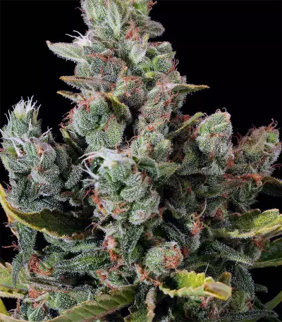 Chunky Cheeze (Chunky Skunk) Seeds