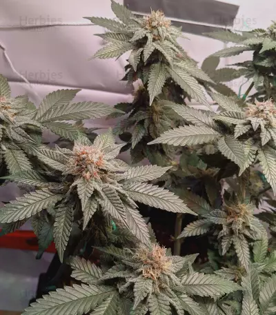 Crockett's Confidential Seeds