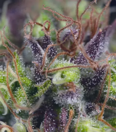 Dinamed CBD feminized seeds