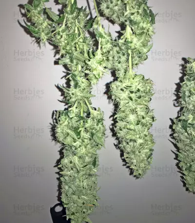 Green Crack Seeds (Blimburn Seeds)