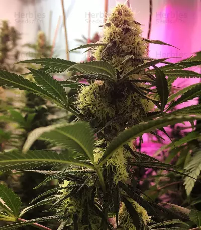 Green Crack Seeds (Cali Connection Seeds)