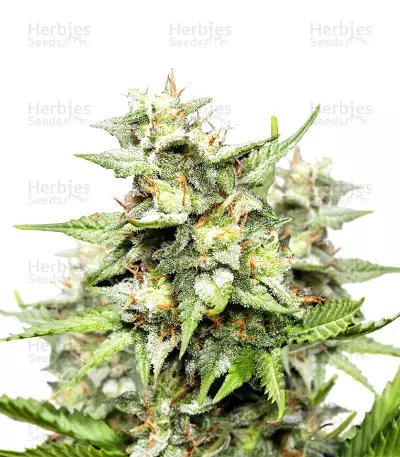 Hawaiian Punch Seeds