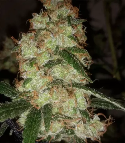 High Ryder ASB Giant Auto (Xtreme Seeds)