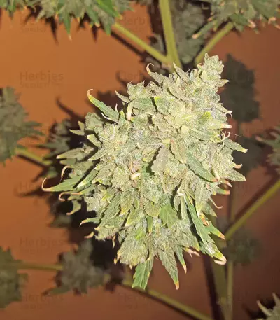 Hindu Kush feminized seeds
