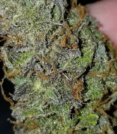 Julies Cookies Seeds