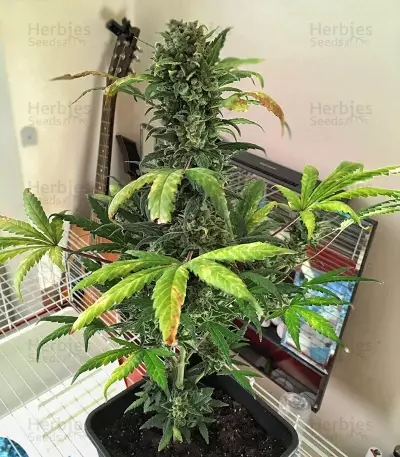 Killer Queen Seeds