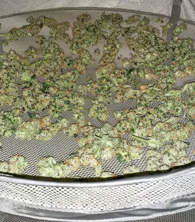 King Kong Seeds