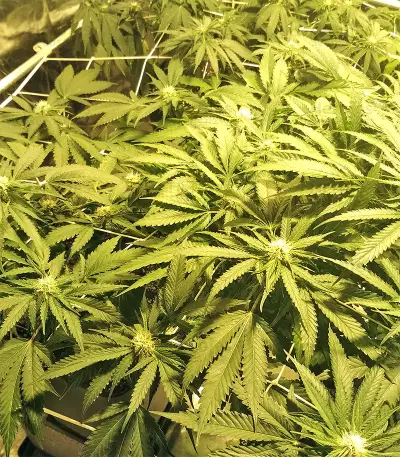 Kripple Roulette (Dr. Krippling Seeds)