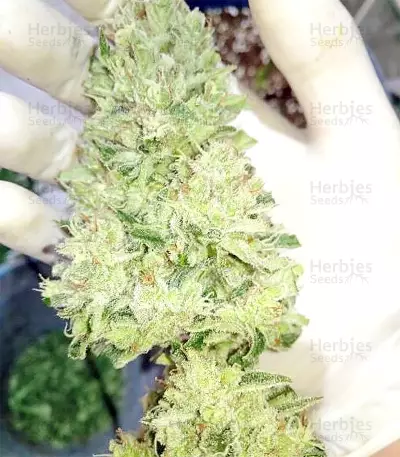 Lemon Trip feminized seeds