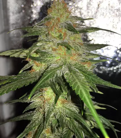 Melon Gum Auto Seeds