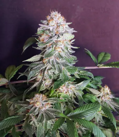 Graines de cannabis Midnight Kush (G13 Labs)