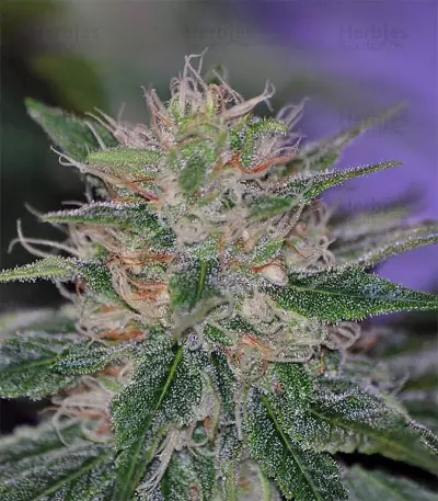 Semi femminizzati Nepal Jam