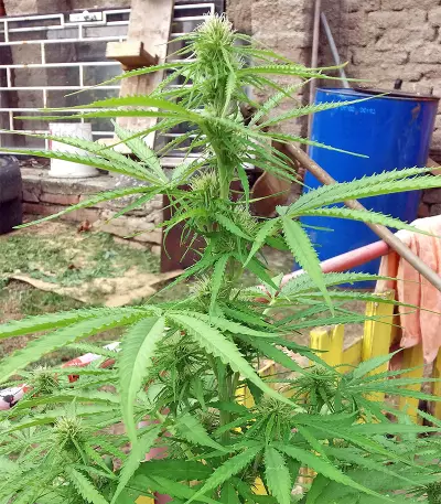 Northern Lights Seeds (Seedstockers)