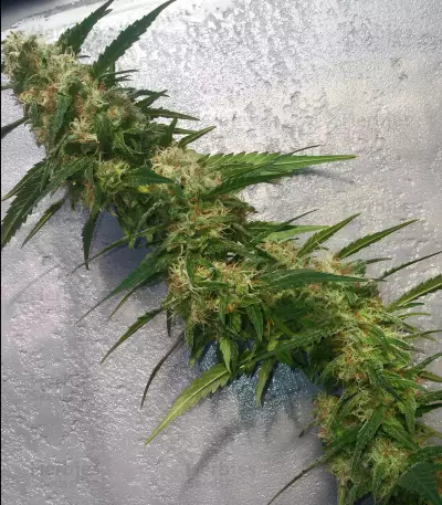 Old school Seeds