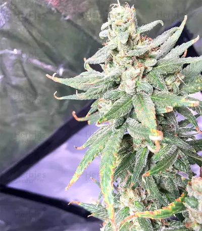 Pakistan Chitral Kush Seeds